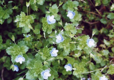 オオイヌノフグリ