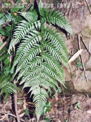 オオイタチシダ