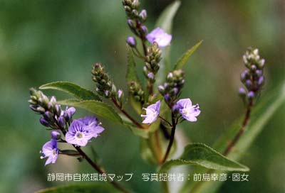 オオカワヂシャ