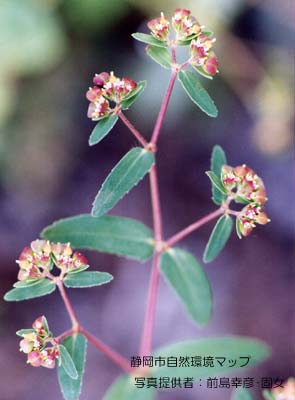 オオニシキソウ