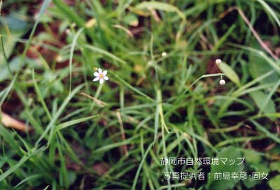 オオニワゼキショウ