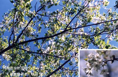 オオシマザクラ