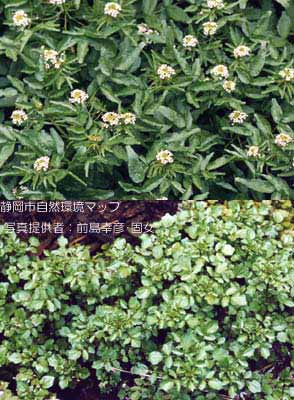 オランダガラシ（クレソン）