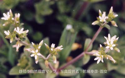 オランダミミナグサ