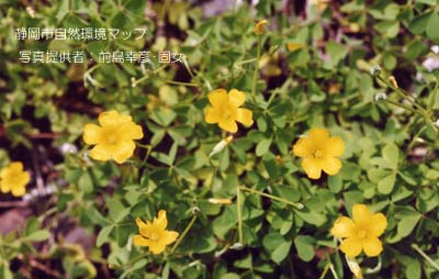 オッタチカタバミ