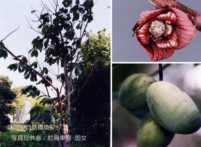 ポーポー（アケビガキ）