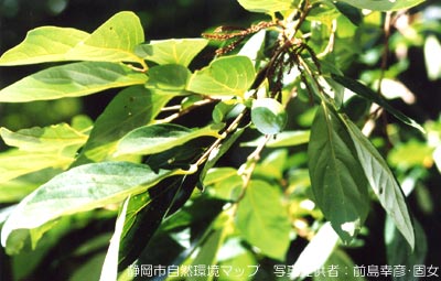 リュウキュウマメガキ