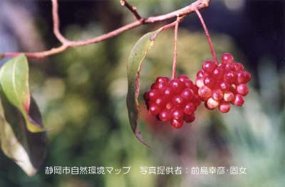 サネカズラ（ビナンカズラ）