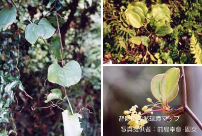 サルトリイバラ