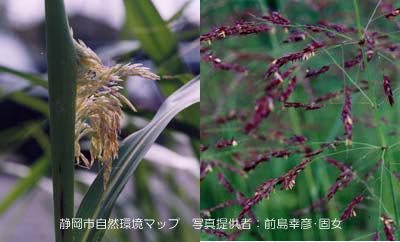 セイバンモロコシ