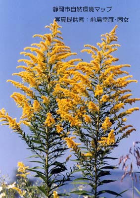 セイタカアワダチソウ