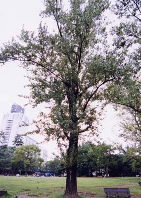 セイヨウハコヤナギ（ポプラ）