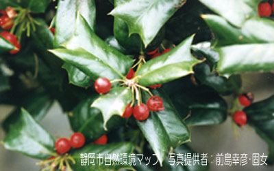 セイヨウヒイラギ