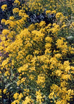 セイヨウカラシナ