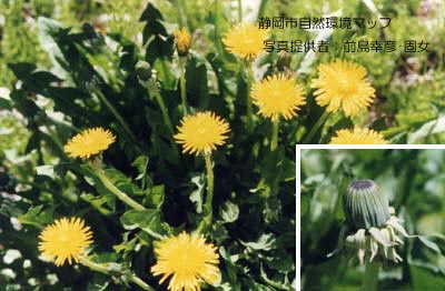 セイヨウタンポポ