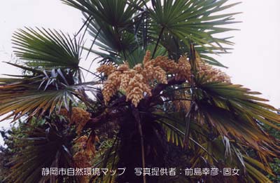 シュロ（ワジュロ）