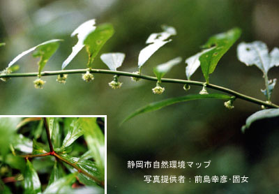 シュウブンソウ