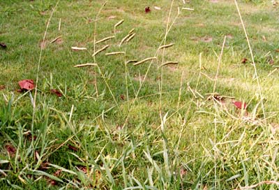 シマスズメノヒエ