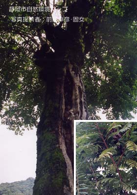 シンジュ（ニワウルシ）