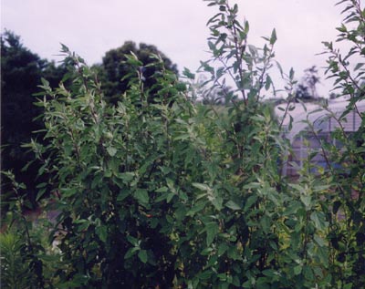 シロザ（シロアカザ）