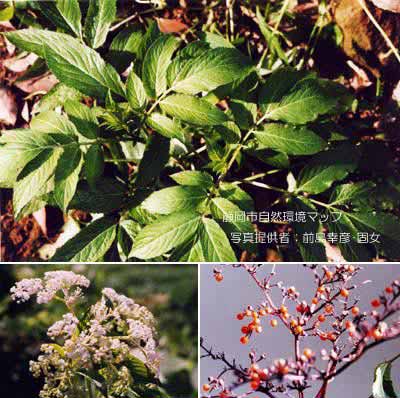 ソクズ（クサニワトコ）