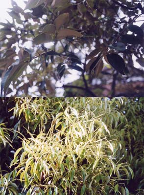 スダジイ（イタジイ）