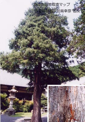 スイリュウヒバ