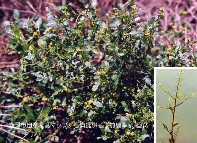 スカシタゴボウ