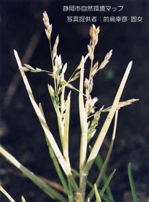 スズメノカタビラ