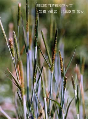 スズメノテッポウ