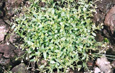 スズメノトウガラシ