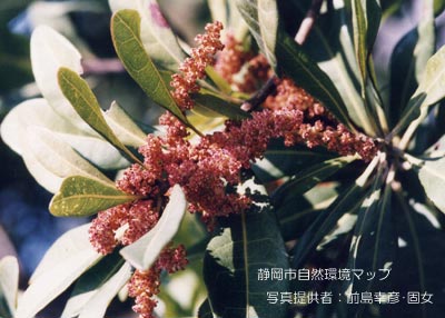 タイミンタチバナ