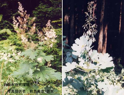 タケニグサ（チャンパギク）