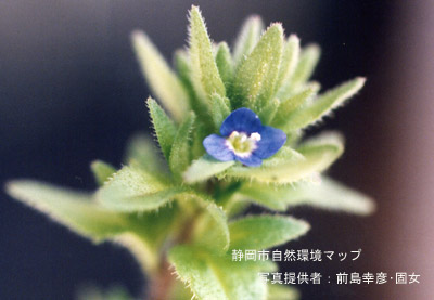 タチイヌノフグリ