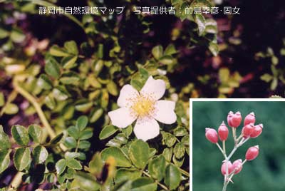 テリハノイバラ