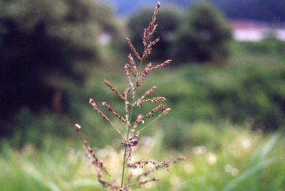 トダシバ（バレンシバ）