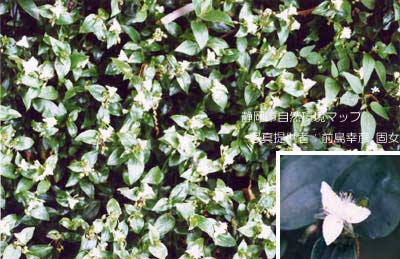 トキワツユクサ（ノハカタカラクサ）