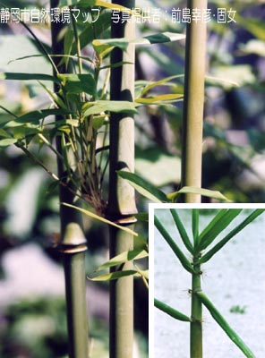 トウチク（ダイミョウチク）