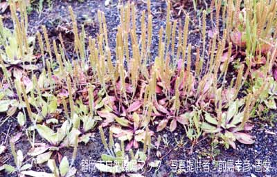 ツボミオオバコ