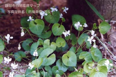 ツボスミレ（ニョイスミレ）