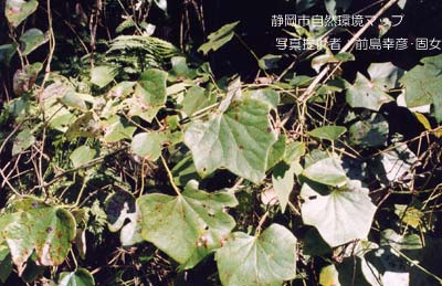 ツヅラフジ（オオツヅラフジ）