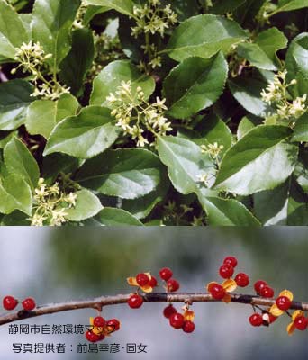 ツルウメモドキ