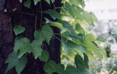 ツタ（ナツヅタ）