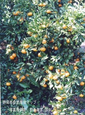 ウンシュウミカン