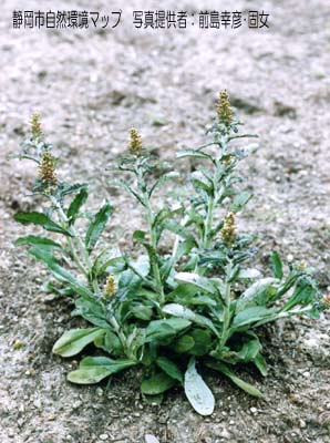 ウラジロチチコグサ