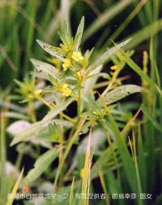 ウスゲチョウジタデ