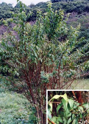 ウツギ（ウノハナ）