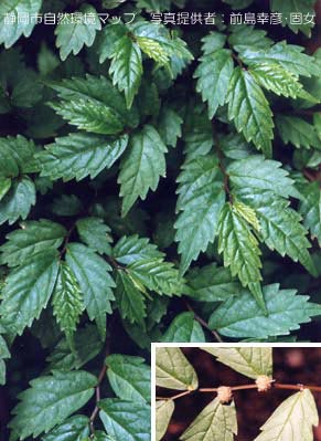 ウワバミソウ（ミズナ）