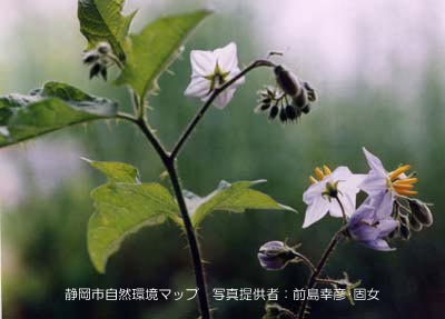 ワルナスビ