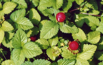 ヤブヘビイチゴ